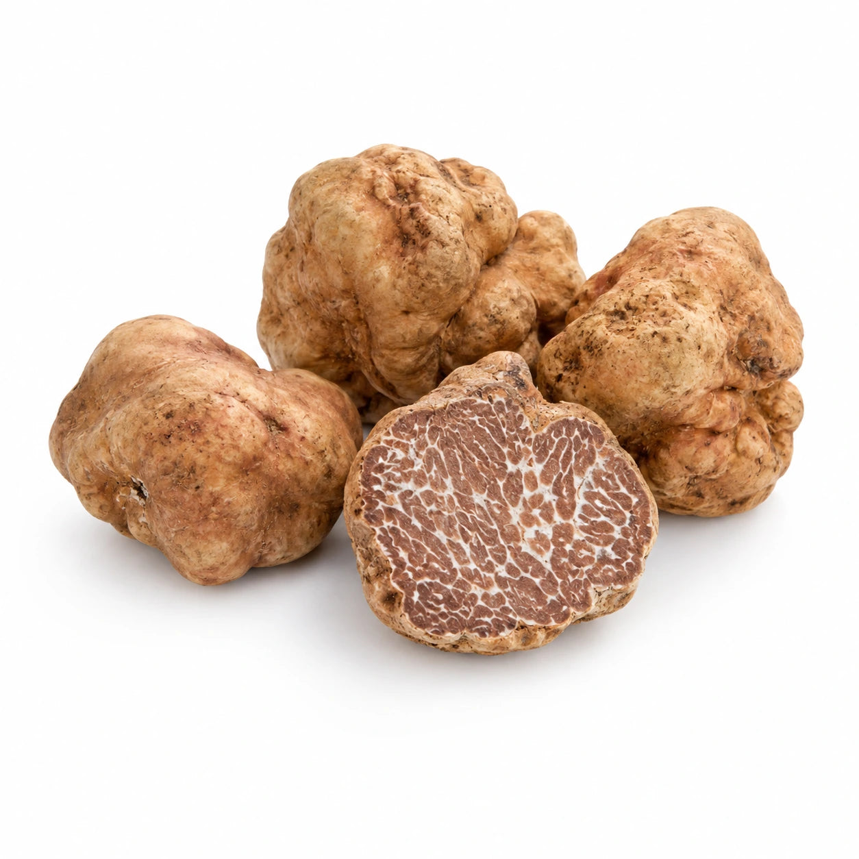 Bianchetto-Trüffel – Tuber borchii
