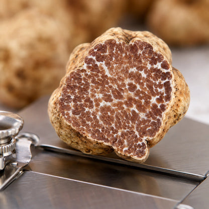 Bianchetto-Trüffel – Tuber borchii