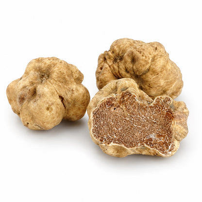 Fresh Fine White Truffle Tuber magnatum Pico with pale textured skin and cut interior